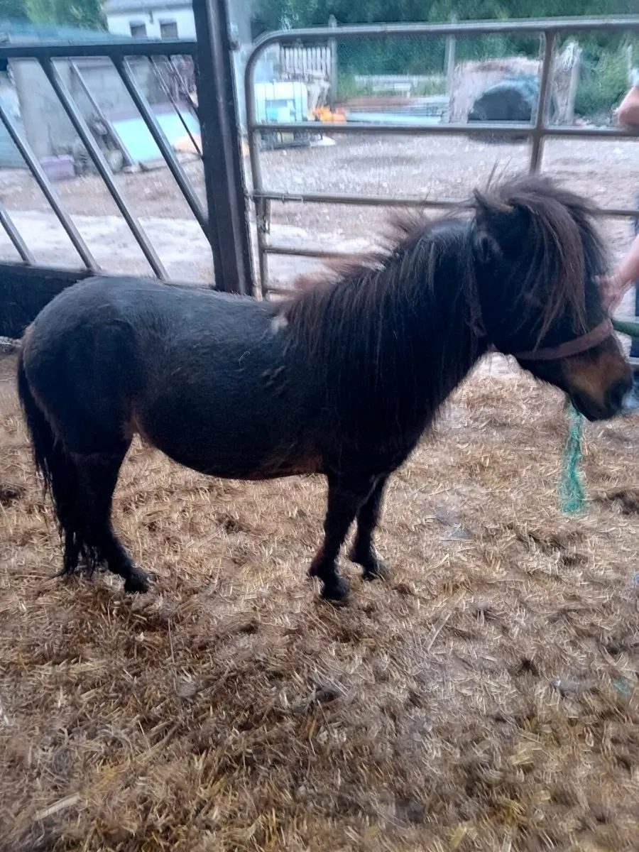 Ponies - Image 1