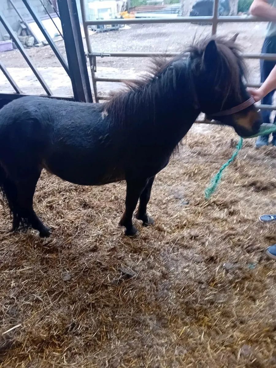 Ponies - Image 2
