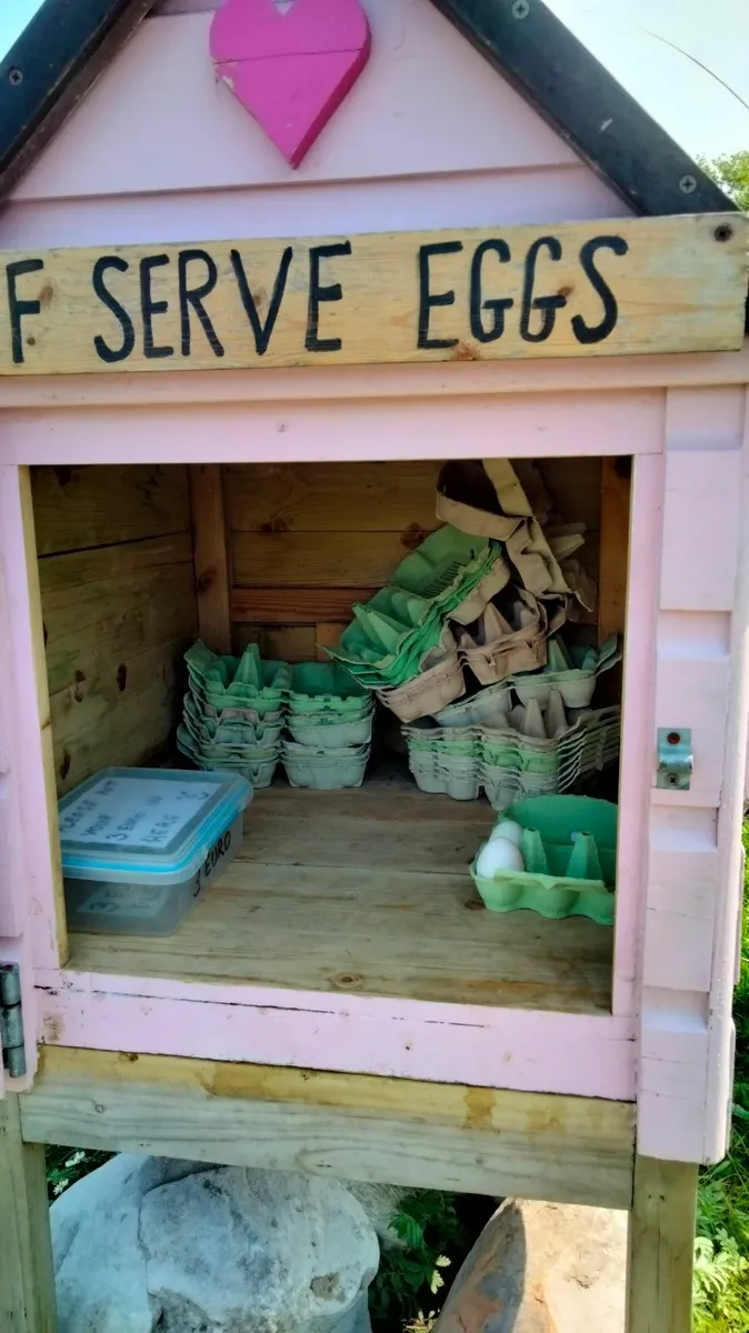 Poultry roadside egg sale house 🏡 - Image 3