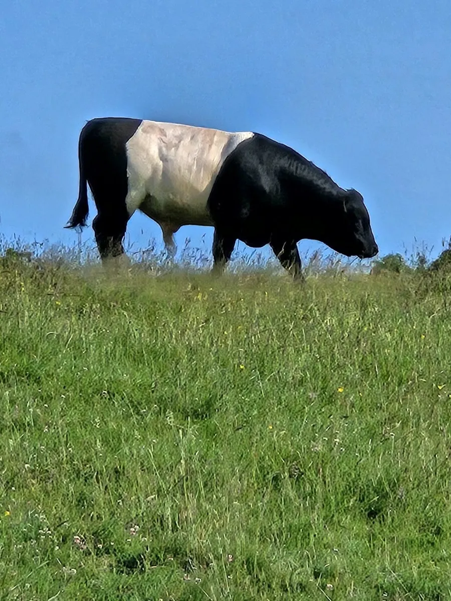 BELTED GALLOWAY BULL - Image 1