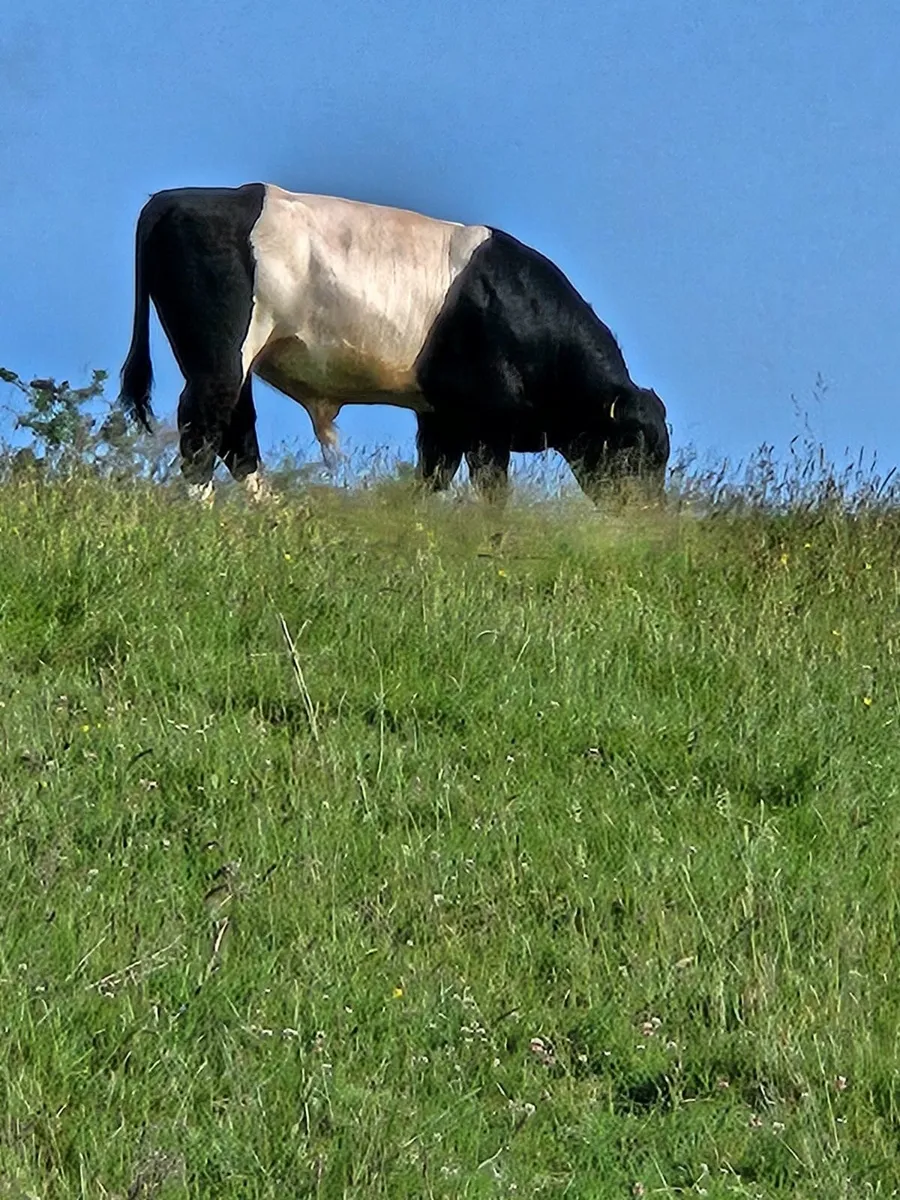 BELTED GALLOWAY BULL - Image 2