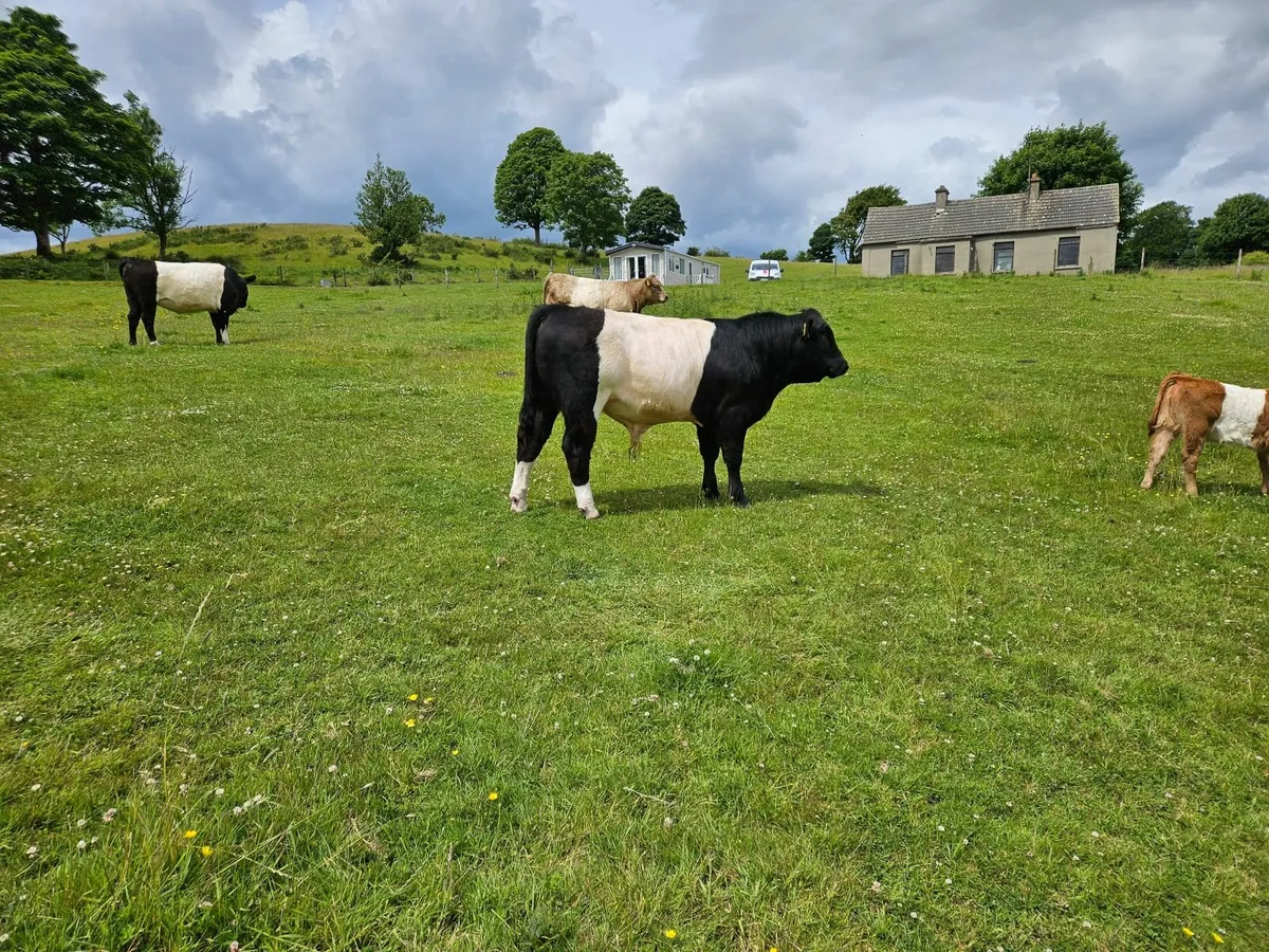 BELTED GALLOWAY BULL - Image 3