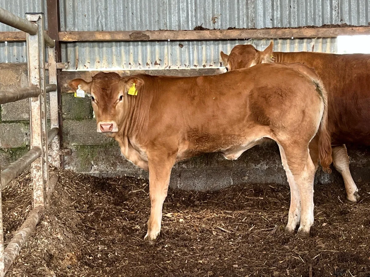 Pure bred non reg Heifer