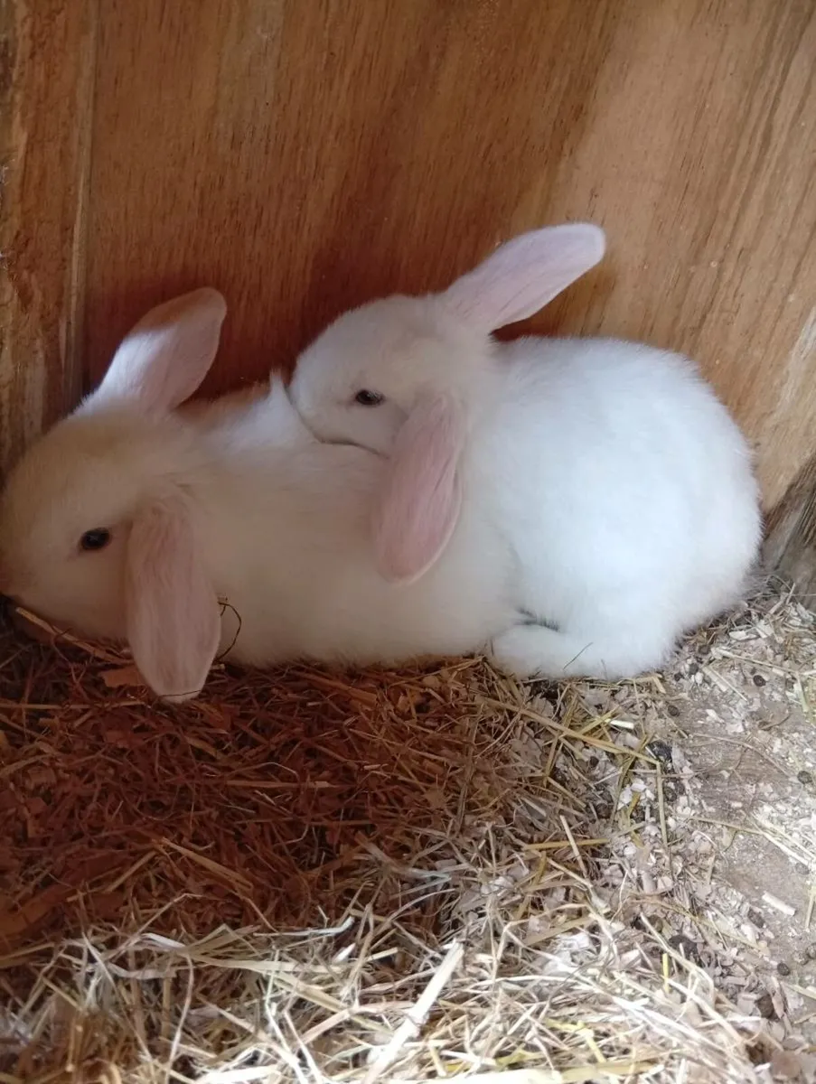 Bunnies
