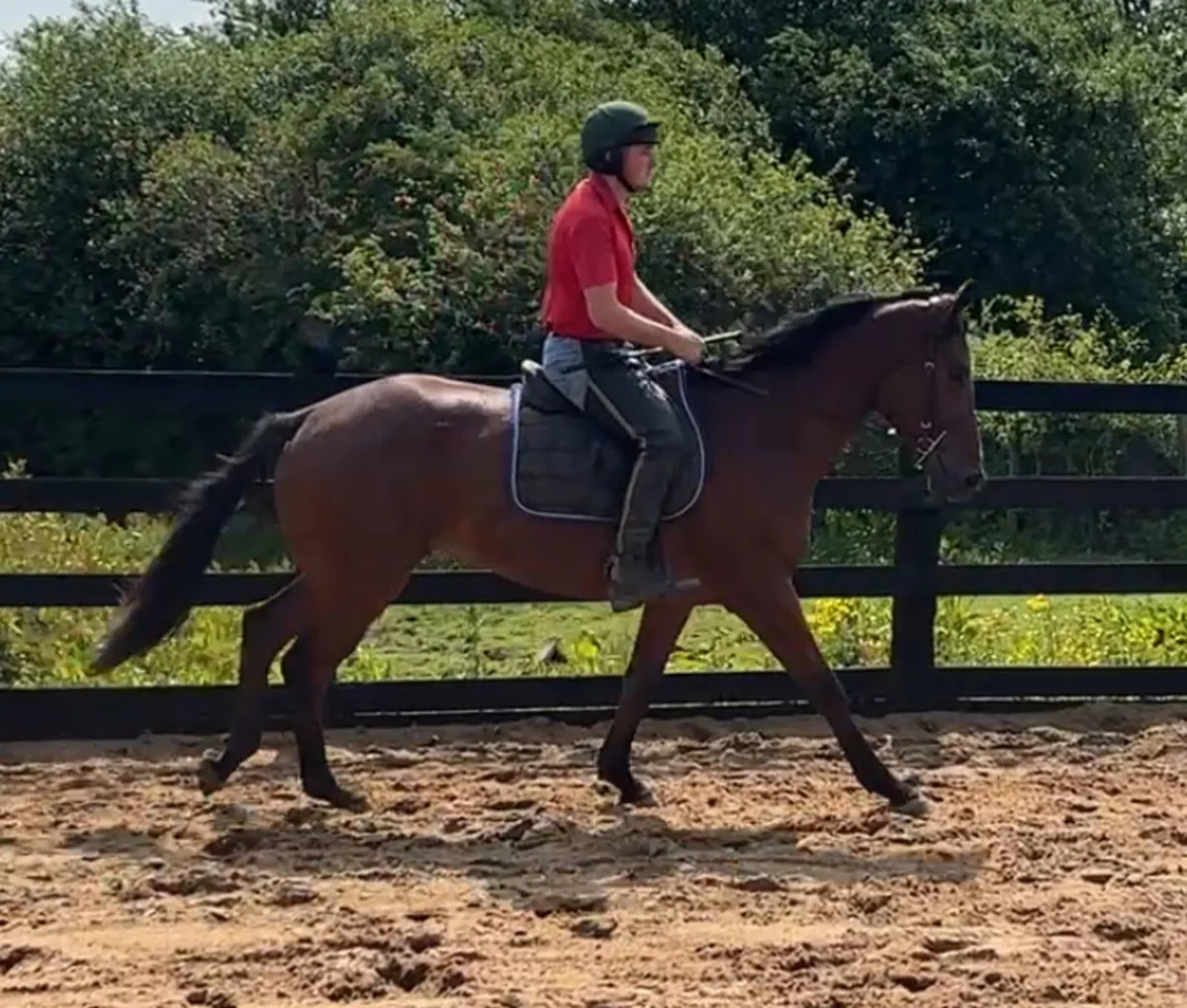 Thoroughbreds wanted - Image 1