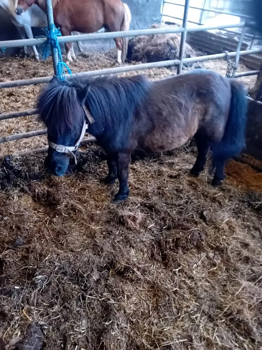 Ponies - Image 3