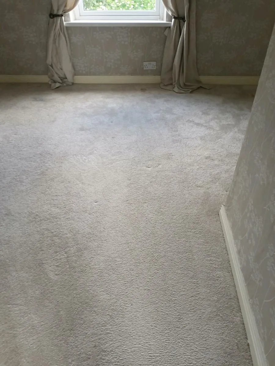 Ivory Carpet
