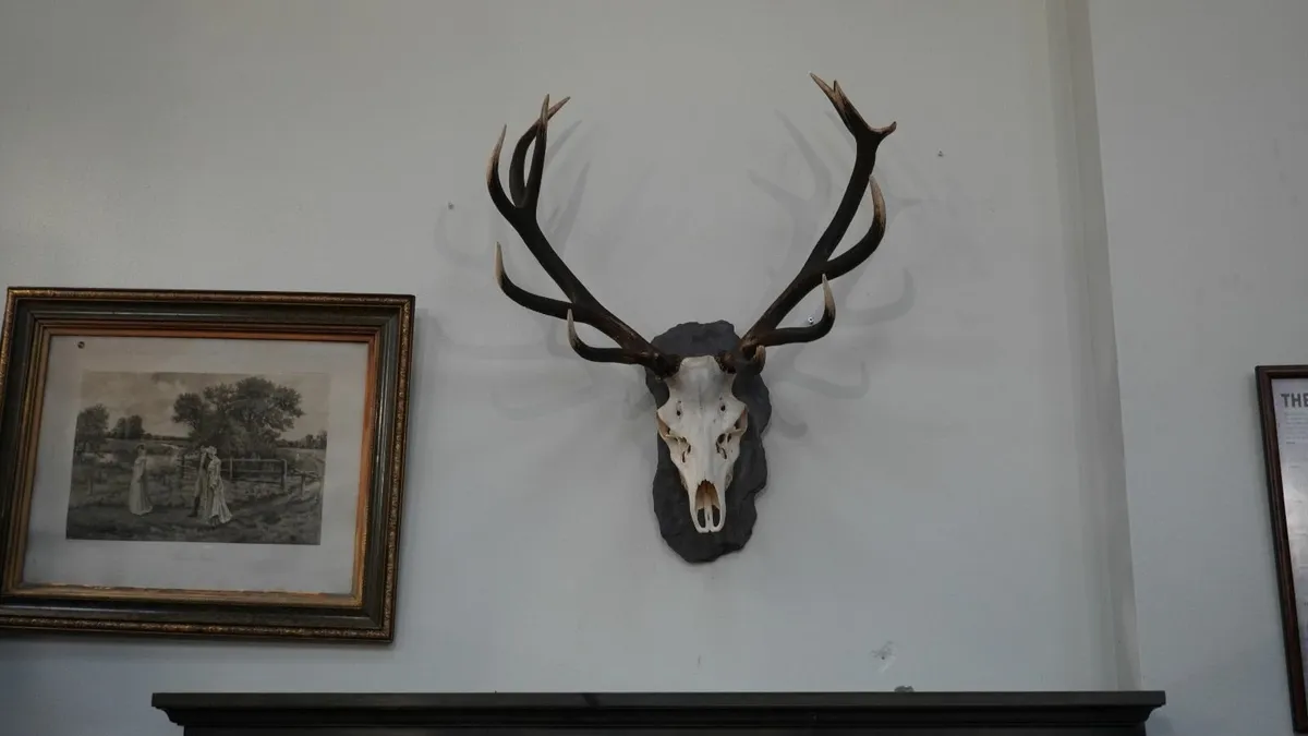 🦌 Mounted Red Deer Antlers on Slate Plaque - Image 2