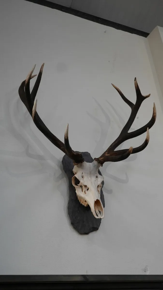 🦌 Mounted Red Deer Antlers on Slate Plaque - Image 3