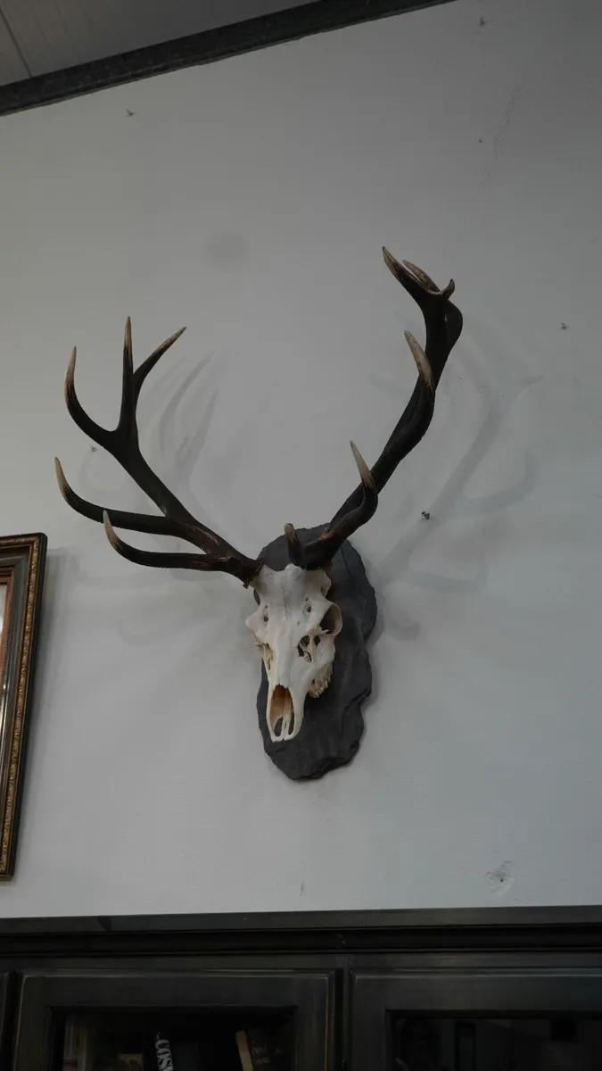🦌 Mounted Red Deer Antlers on Slate Plaque - Image 4