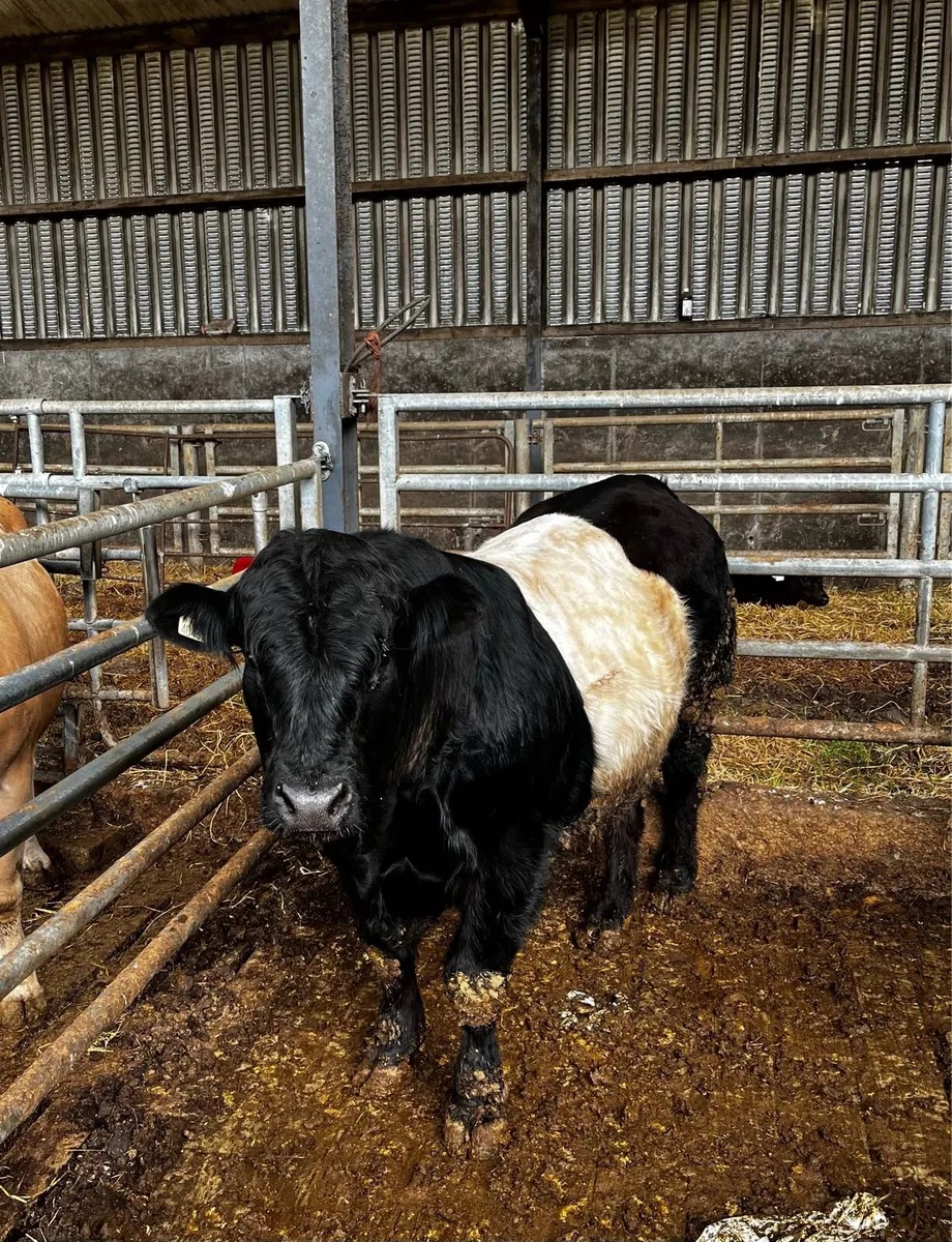 PBNR belted Galloway bull - Image 1