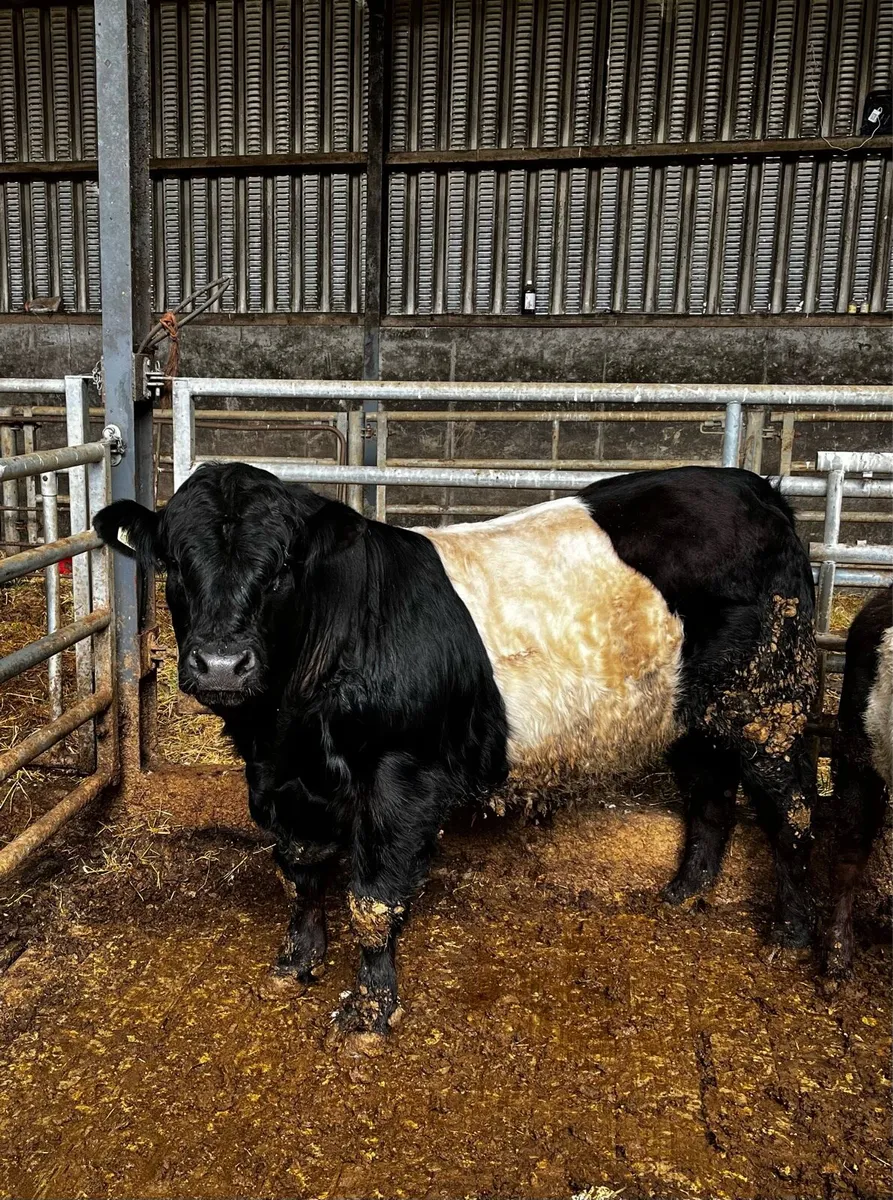 PBNR belted Galloway bull - Image 3
