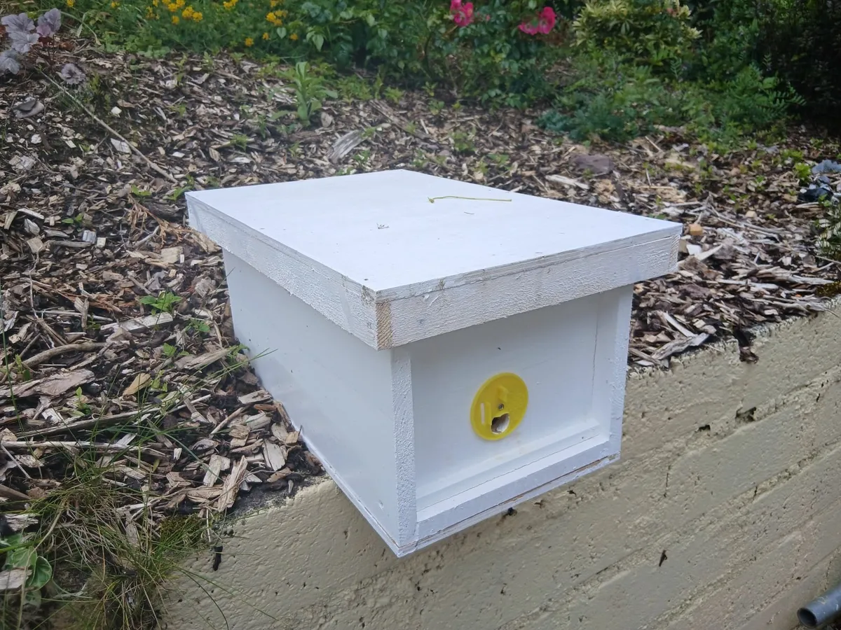 Nuc Box Bees - Image 1