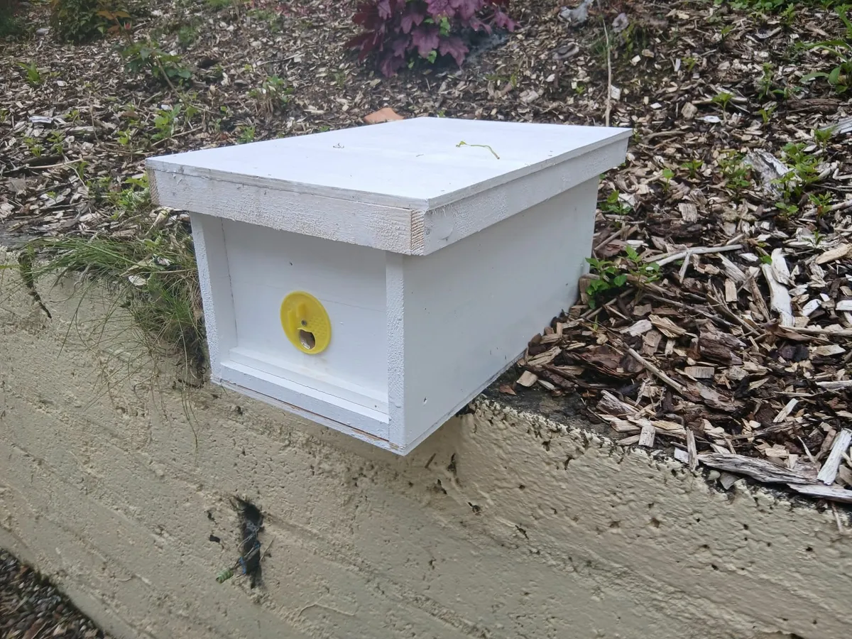 Nuc Box Bees - Image 2