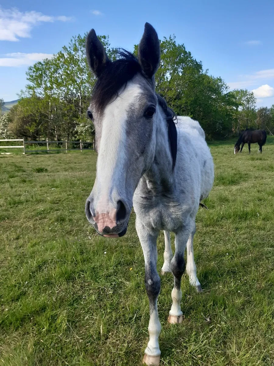 Horses - Image 1
