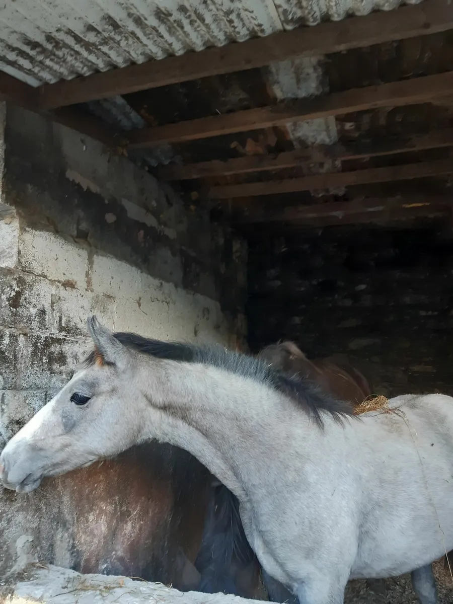 Horses - Image 3