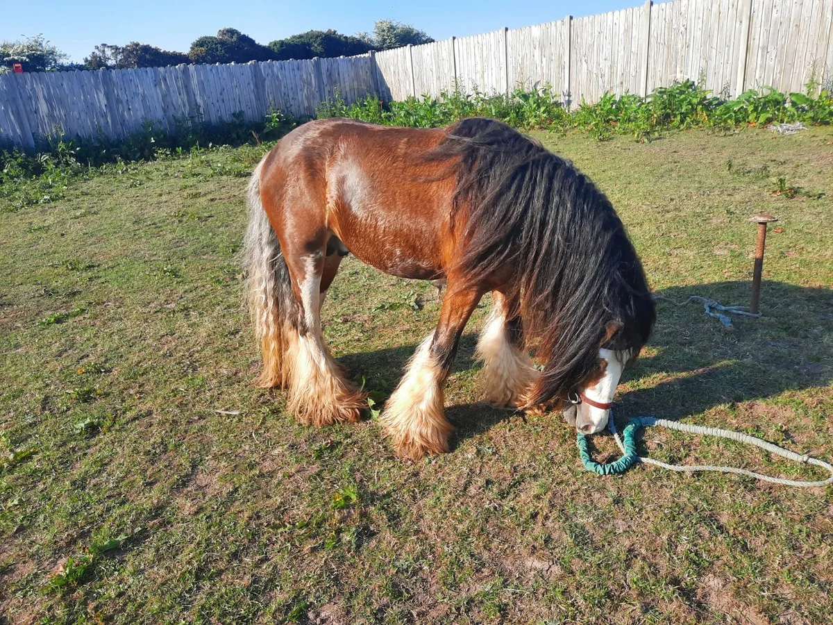 Heavy horse - Image 1
