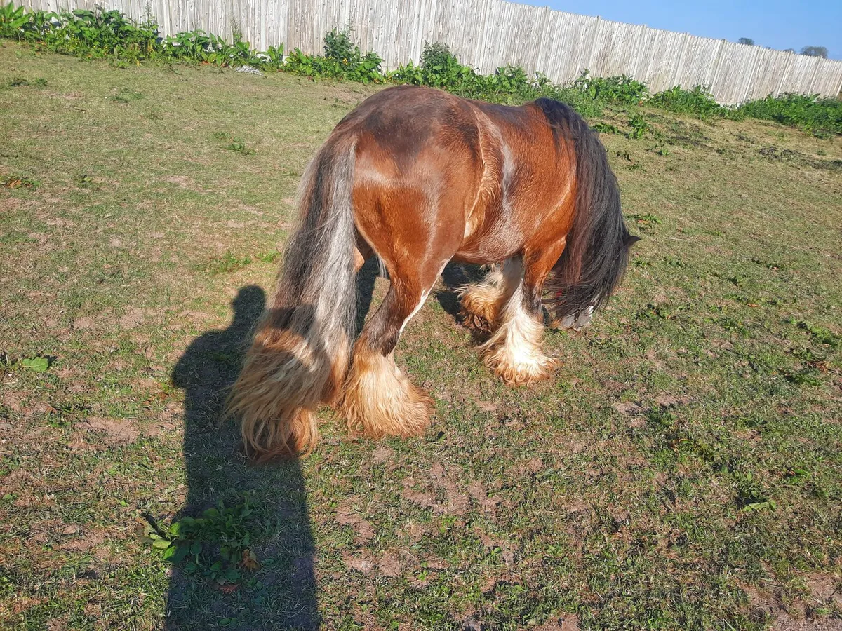 Heavy horse - Image 2