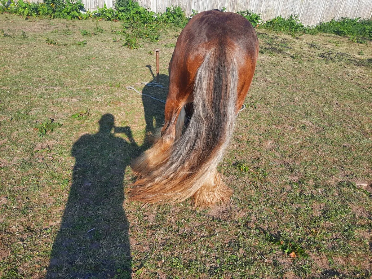Heavy horse - Image 3