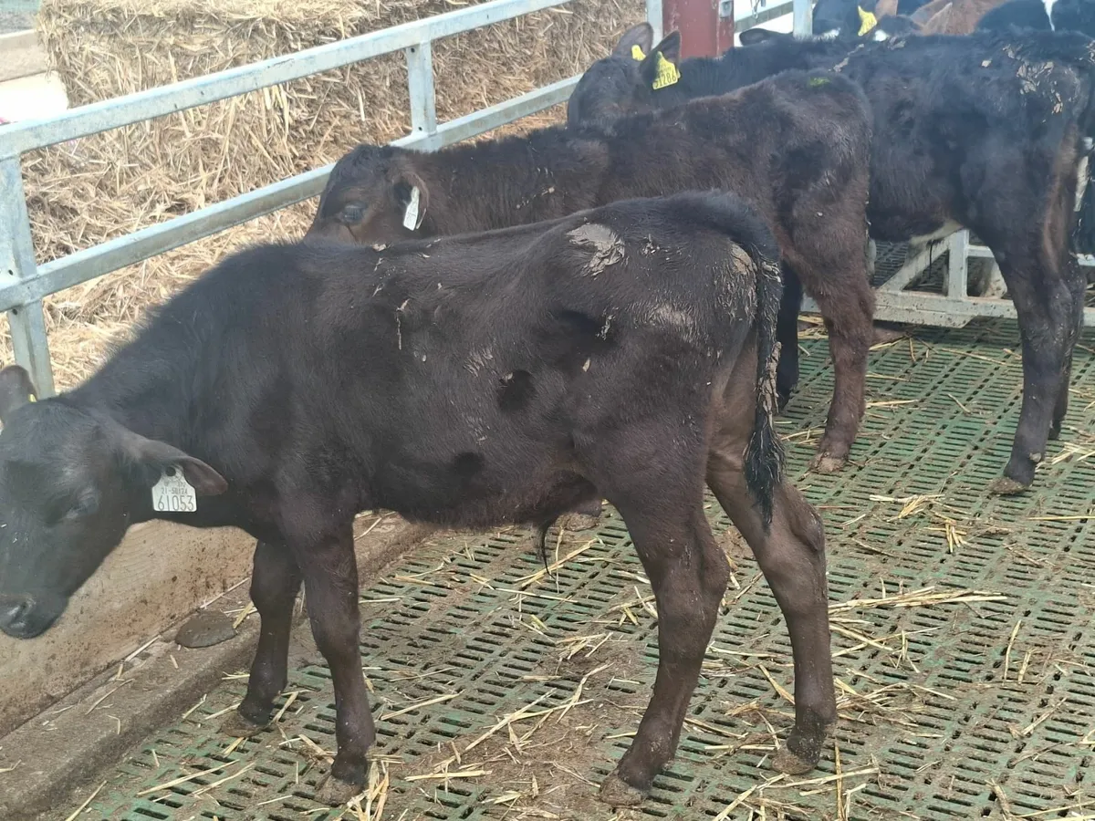 Aberdeen Angus bull runners - Image 2