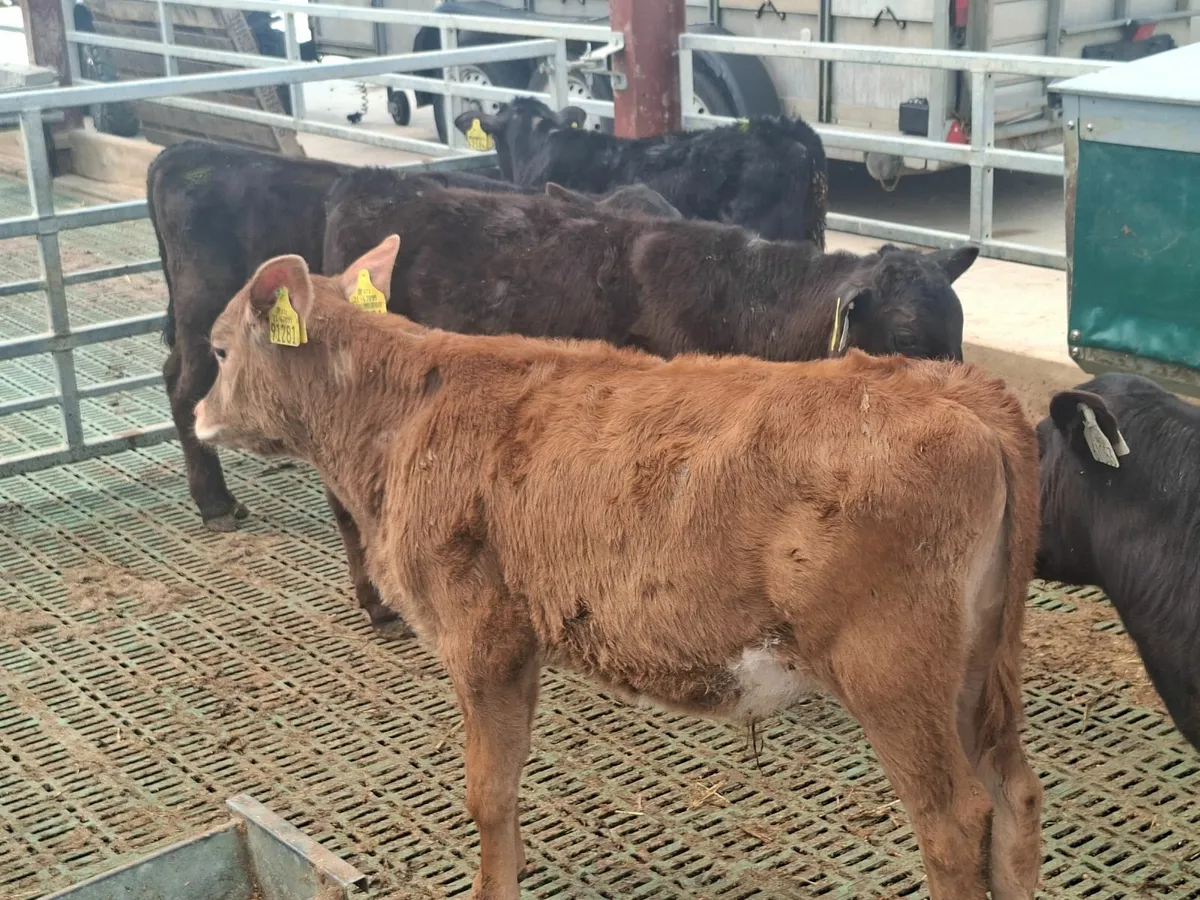 Aberdeen Angus bull runners - Image 3