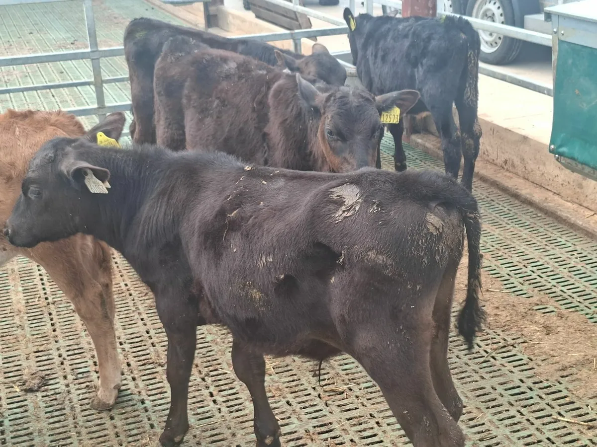Aberdeen Angus bull runners - Image 4