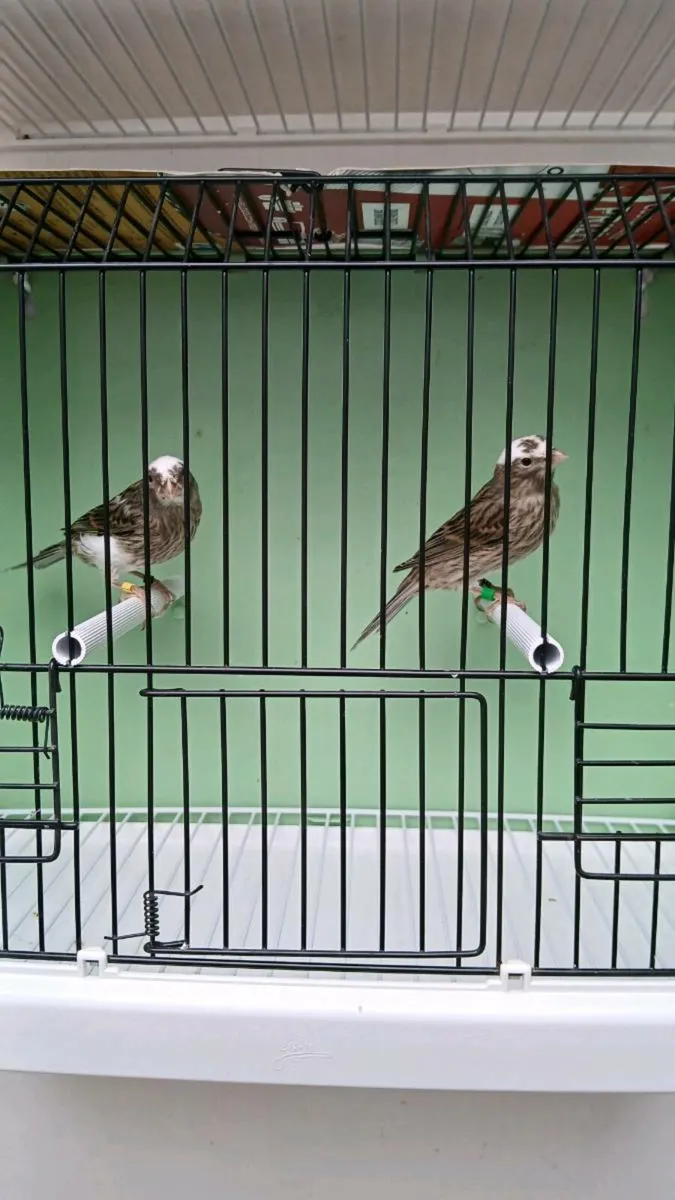 Lizard canaries - Image 1