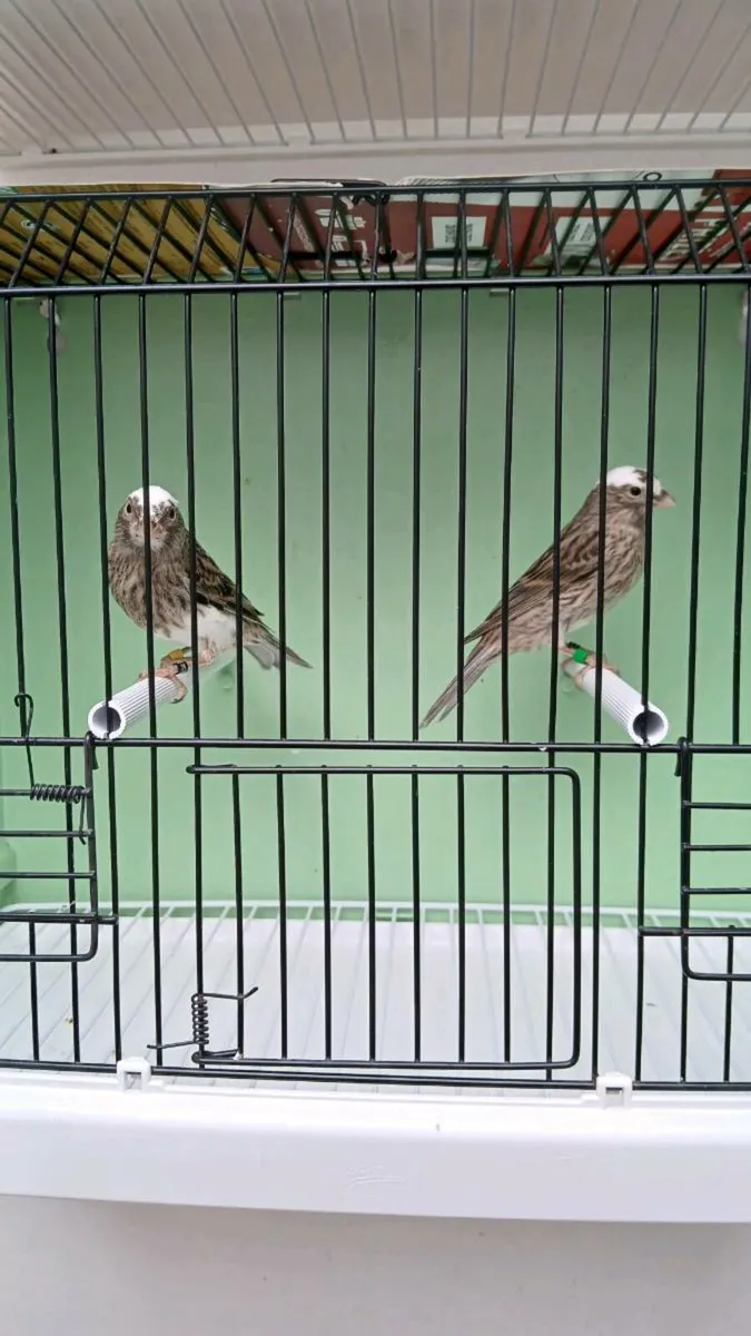 Lizard canaries - Image 2
