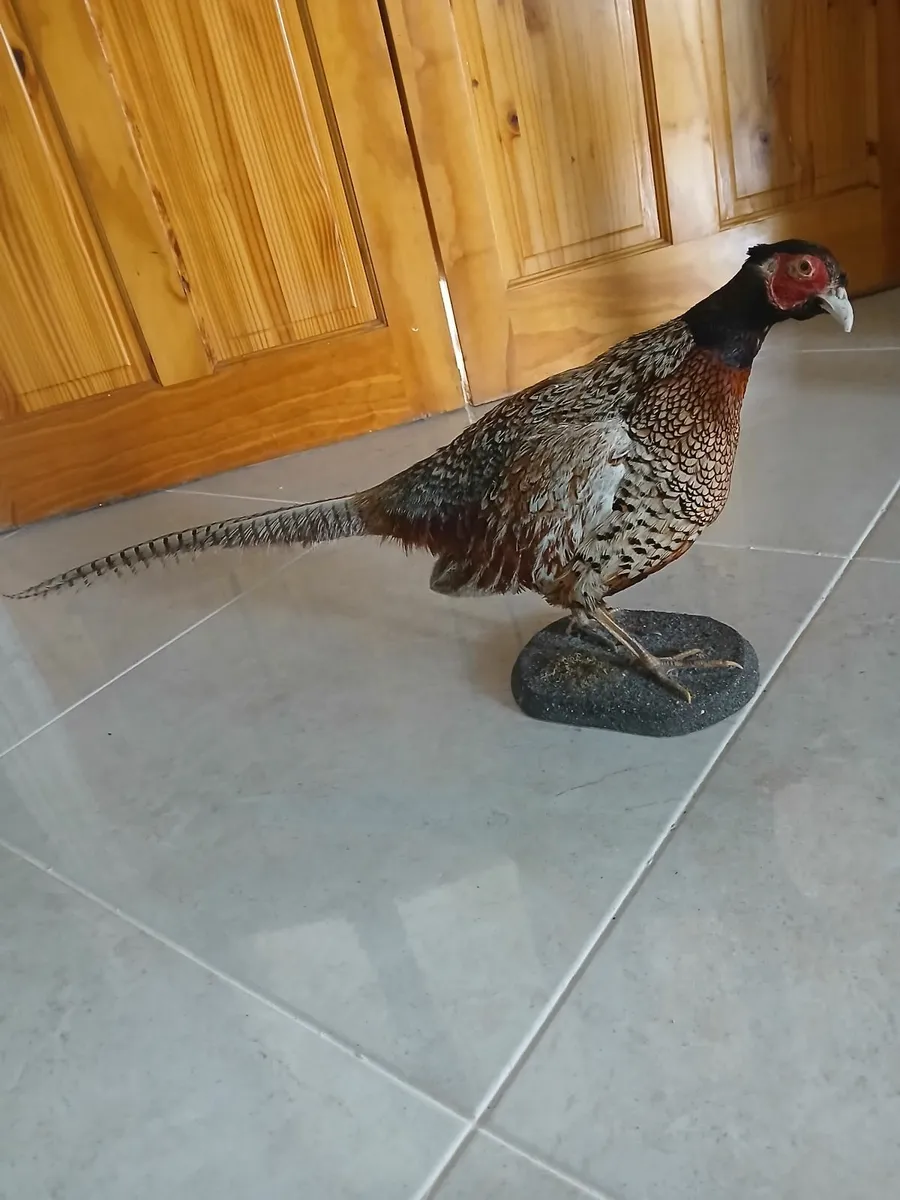 Stuffed Pheasant - Image 1