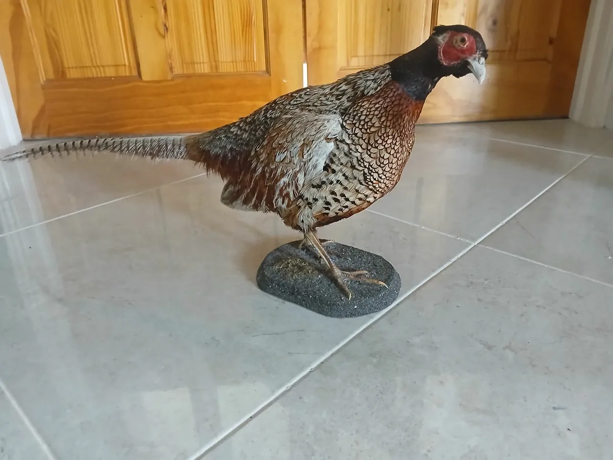 Stuffed Pheasant - Image 2