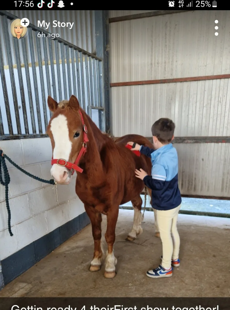 Lead Rein/ FR pony - Image 1