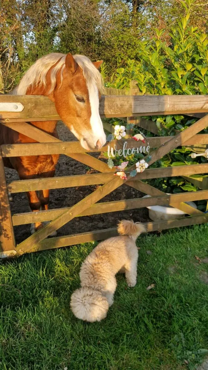 Lead Rein/ FR pony - Image 2