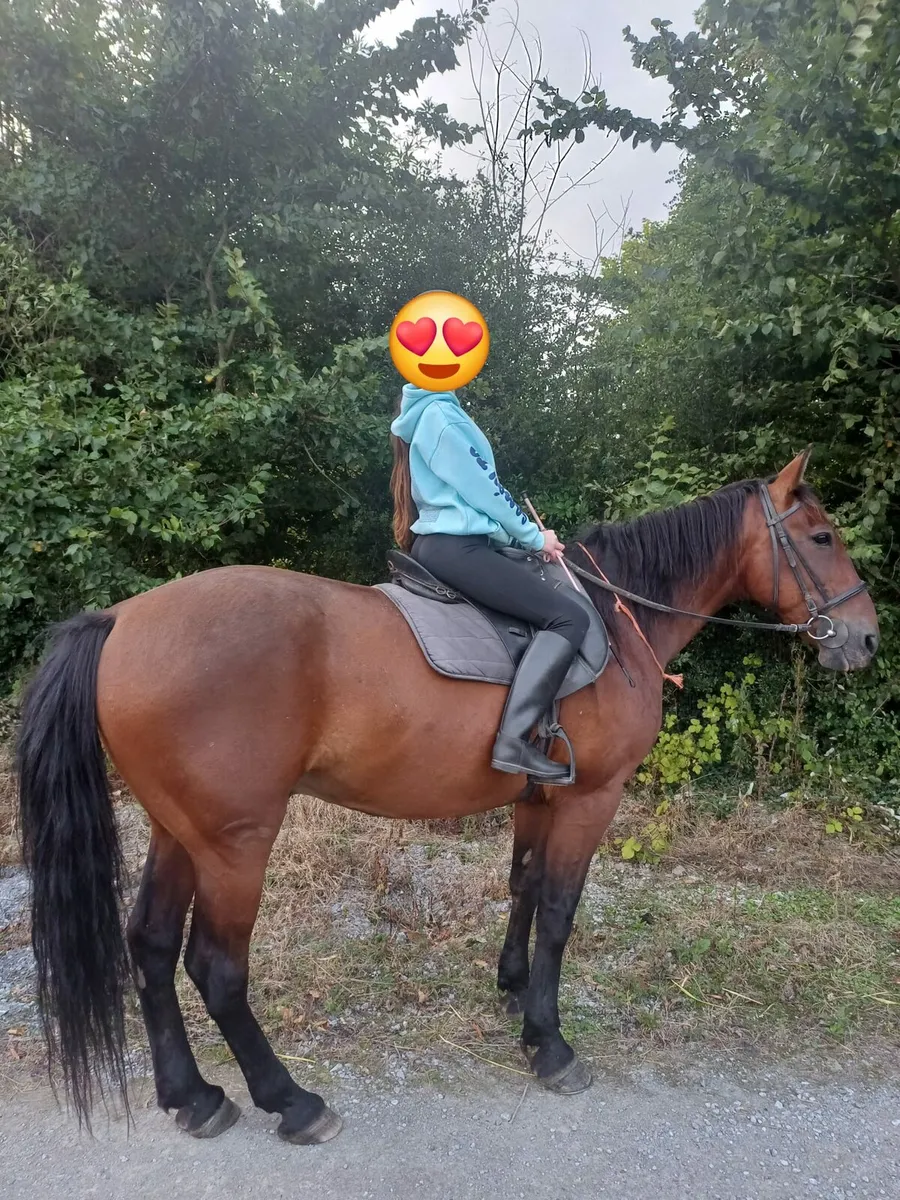 Beginners pony - Image 2