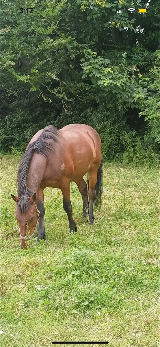 Beginners pony - Image 4