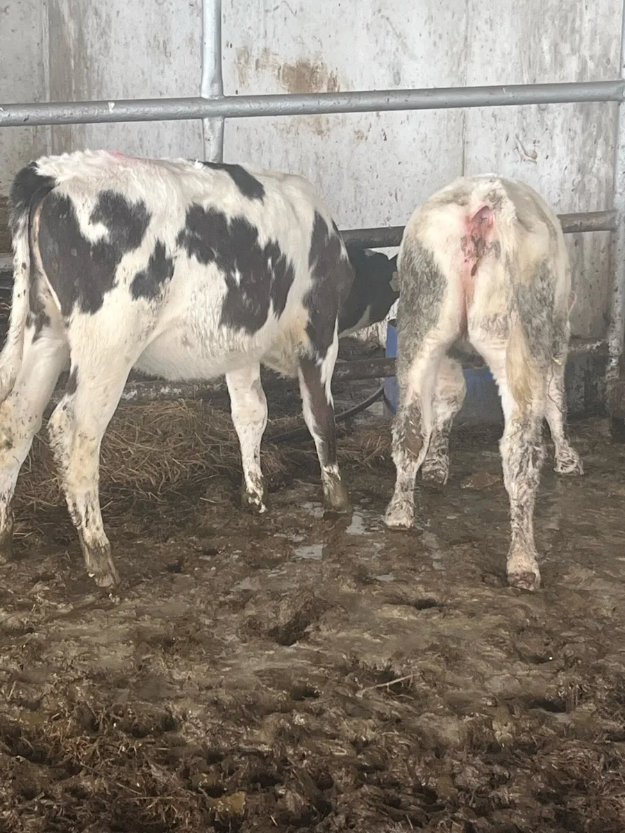 Super blue heifers - Image 1