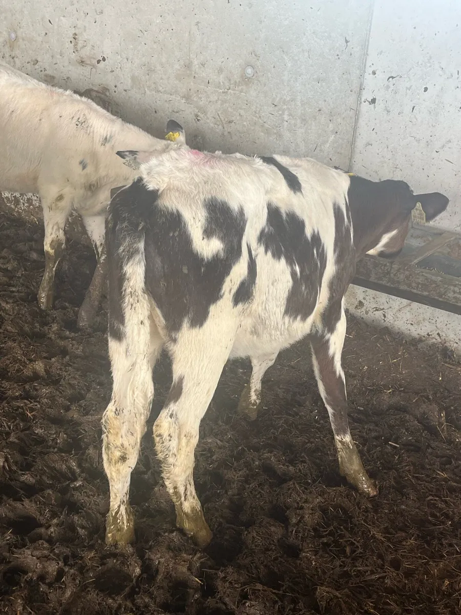 Super blue heifers - Image 2