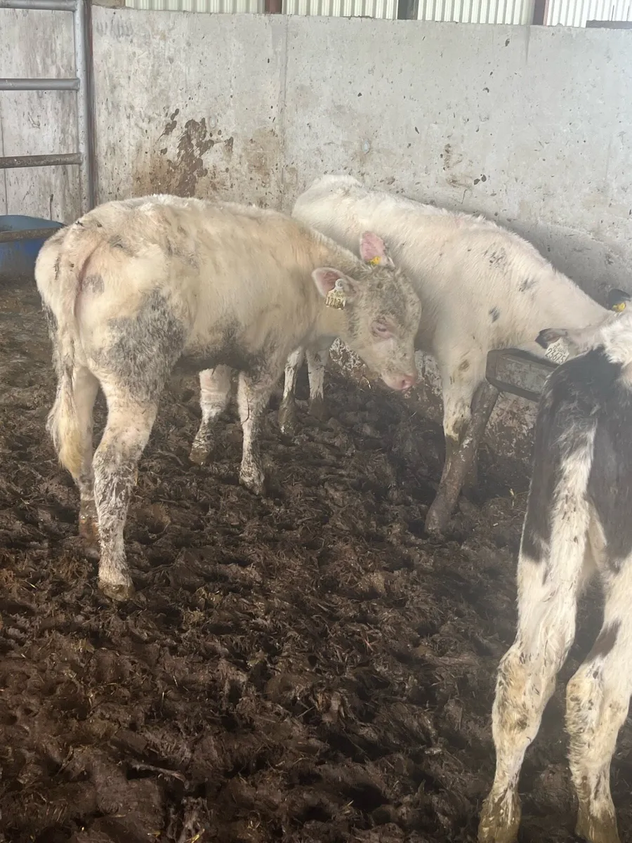 Super blue heifers - Image 3