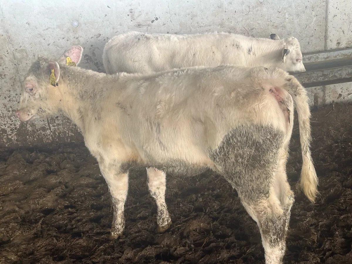 Super blue heifers - Image 4