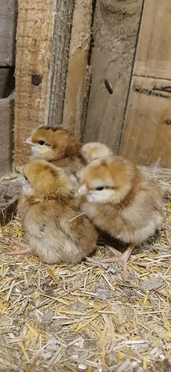 Fiesta reds chicks - Image 1