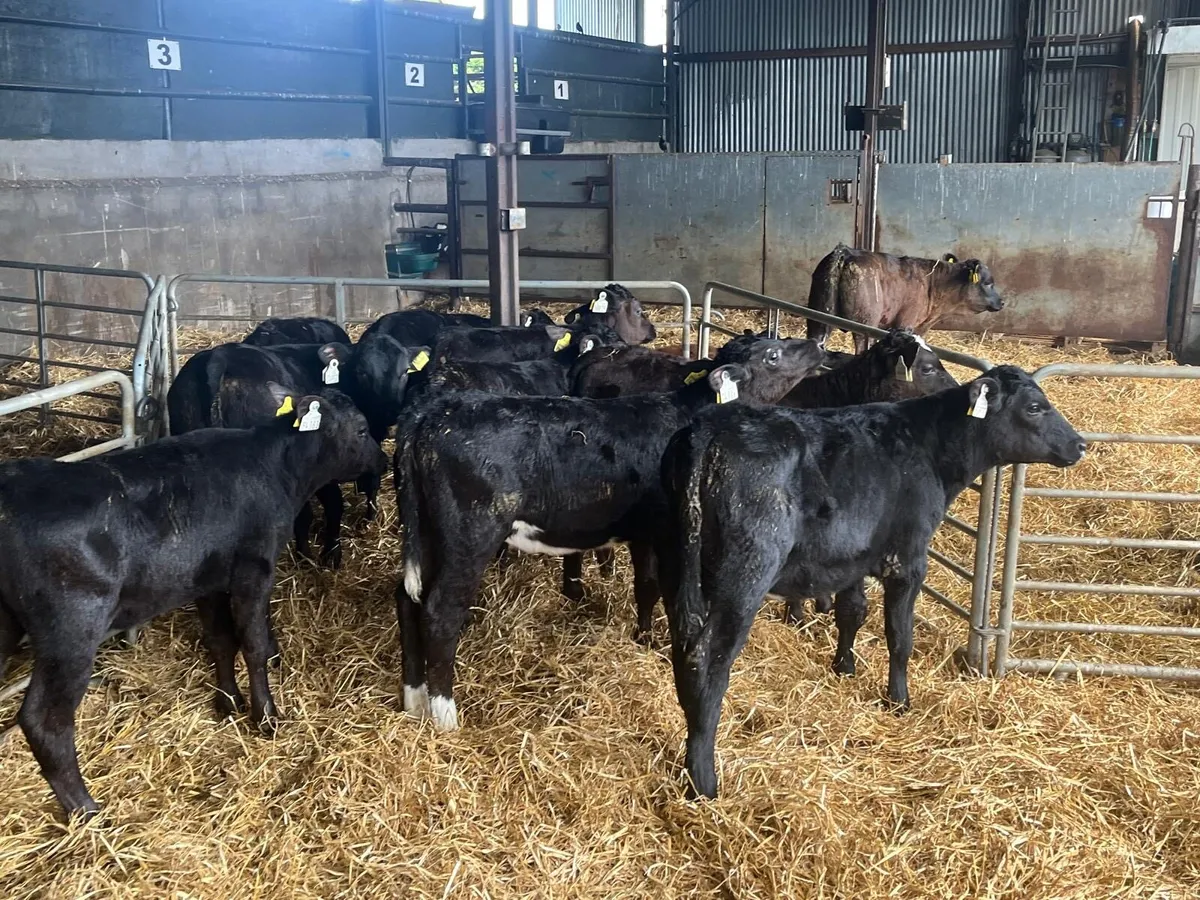 10 super weaned Angus heifers - Image 1
