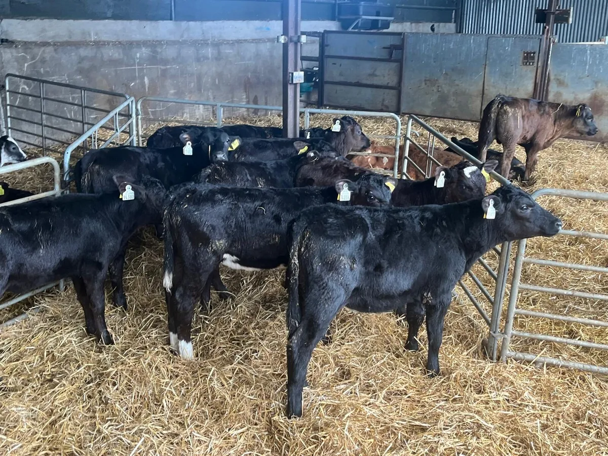 10 super weaned Angus heifers - Image 2
