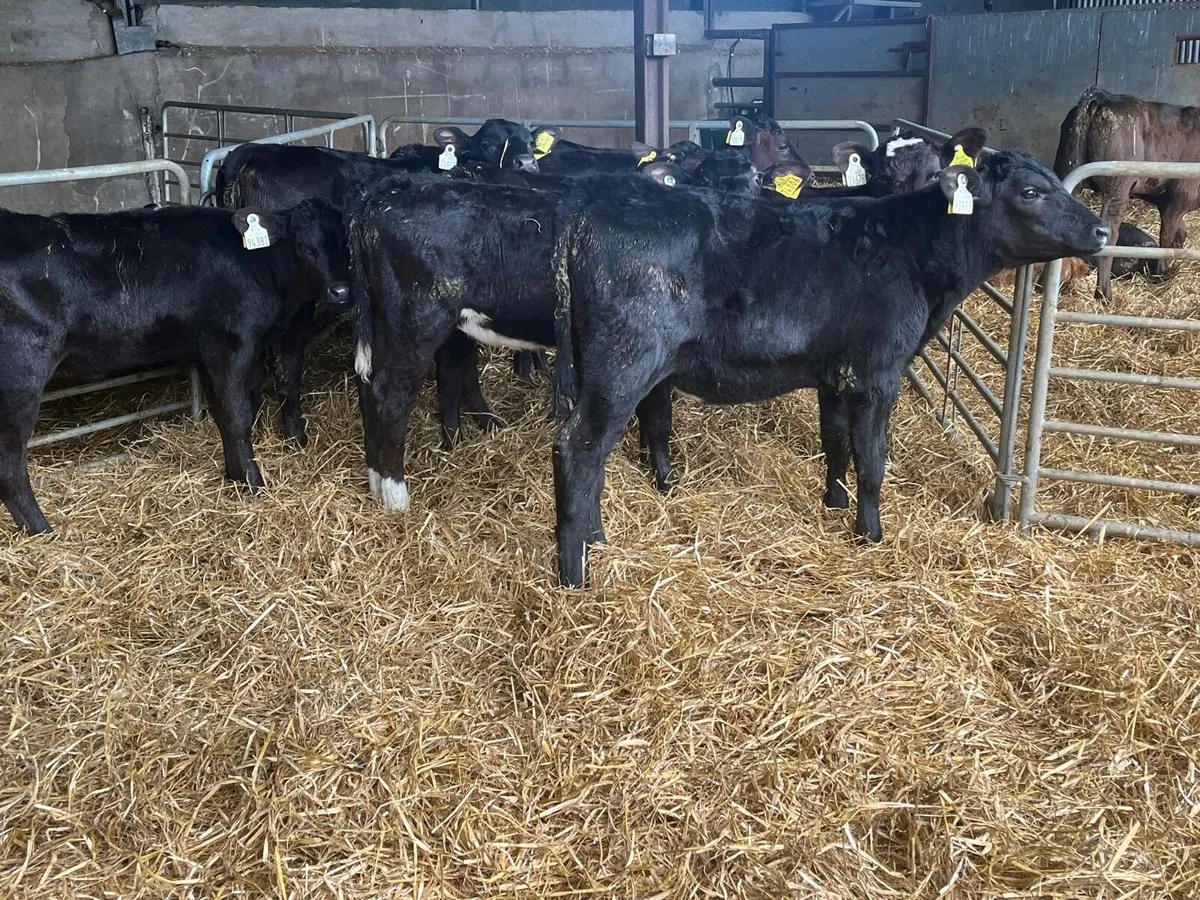10 super weaned Angus heifers - Image 3