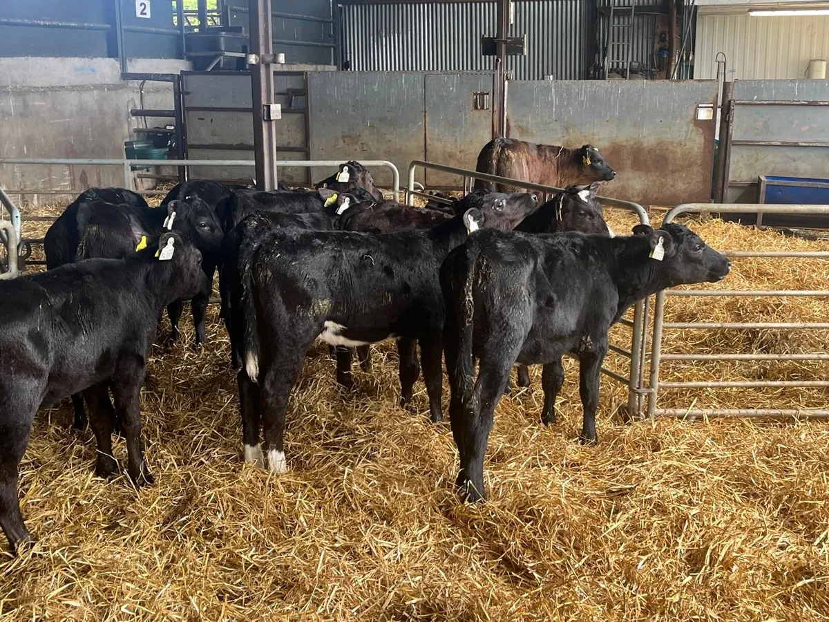 10 super weaned Angus heifers - Image 4