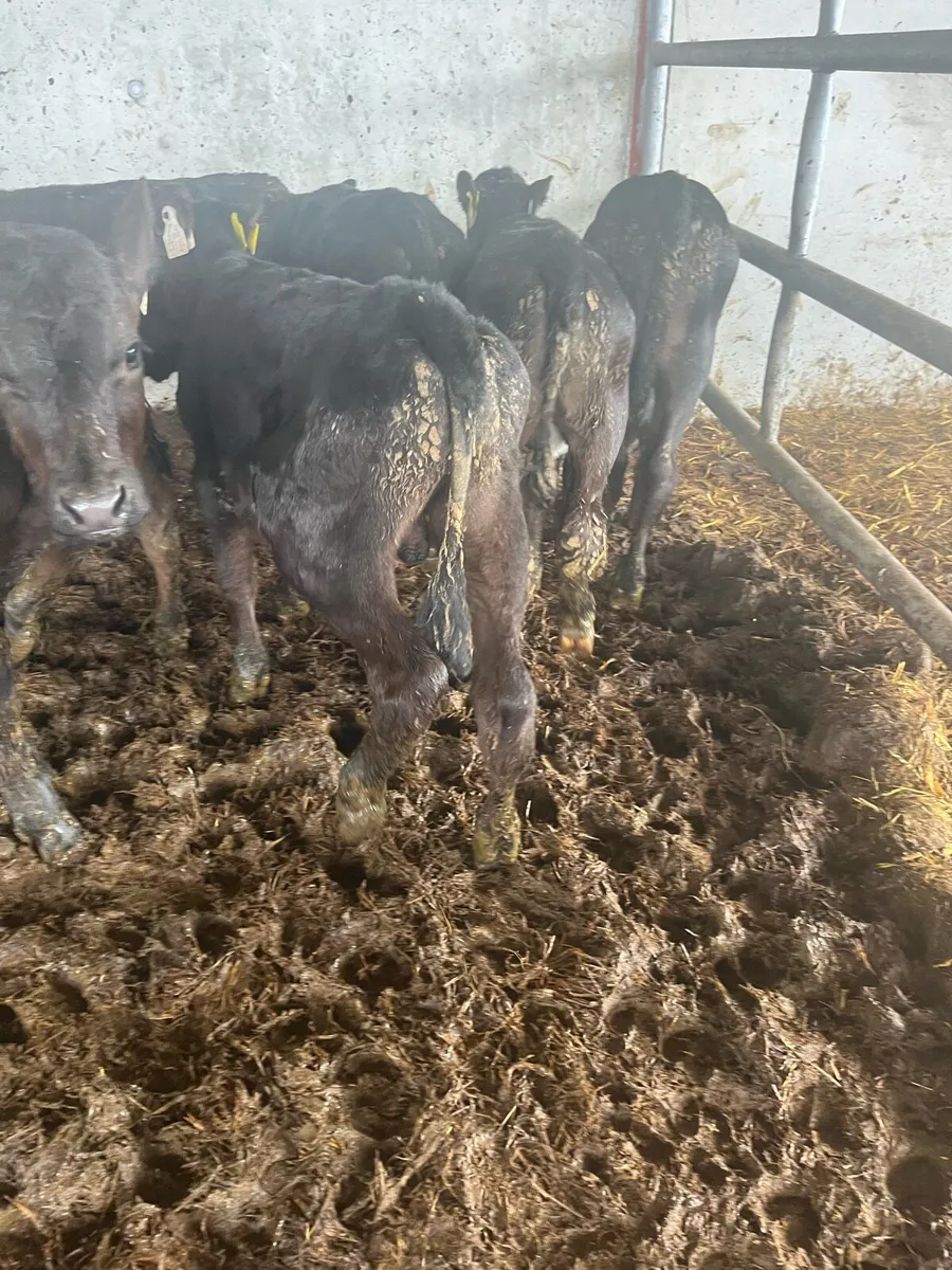 Angus grass calves - Image 1