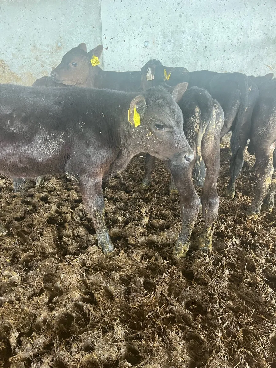 Angus grass calves - Image 2