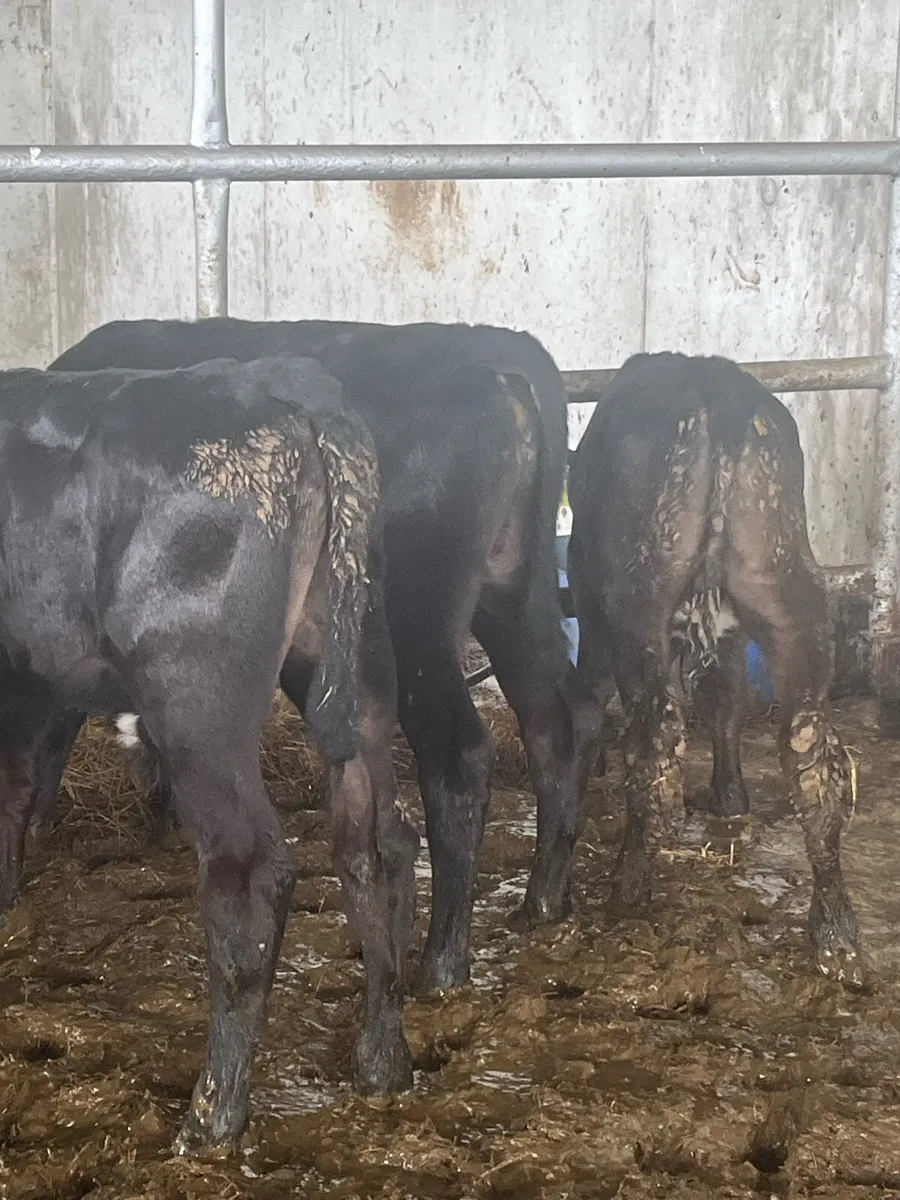 Angus grass calves - Image 3