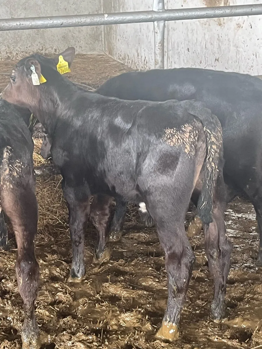 Angus grass calves - Image 4