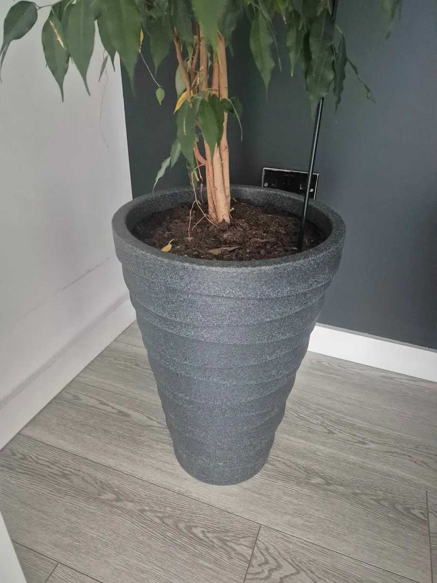 Flower - Image 1
