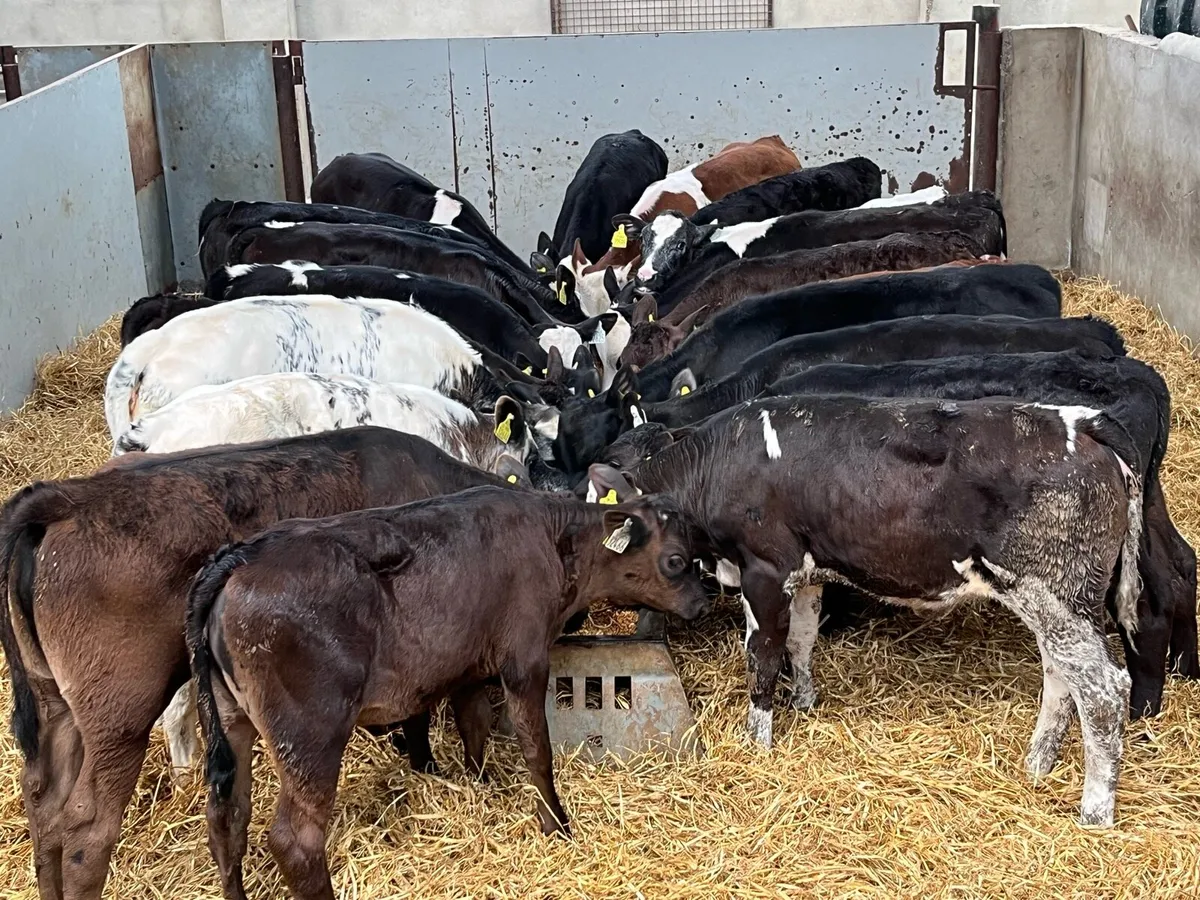 50 FRESH GRASS RUNNERS NOW IN!!! - Image 3