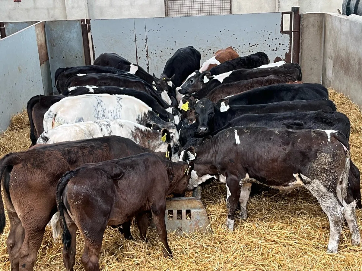 50 FRESH GRASS RUNNERS NOW IN!!! - Image 4